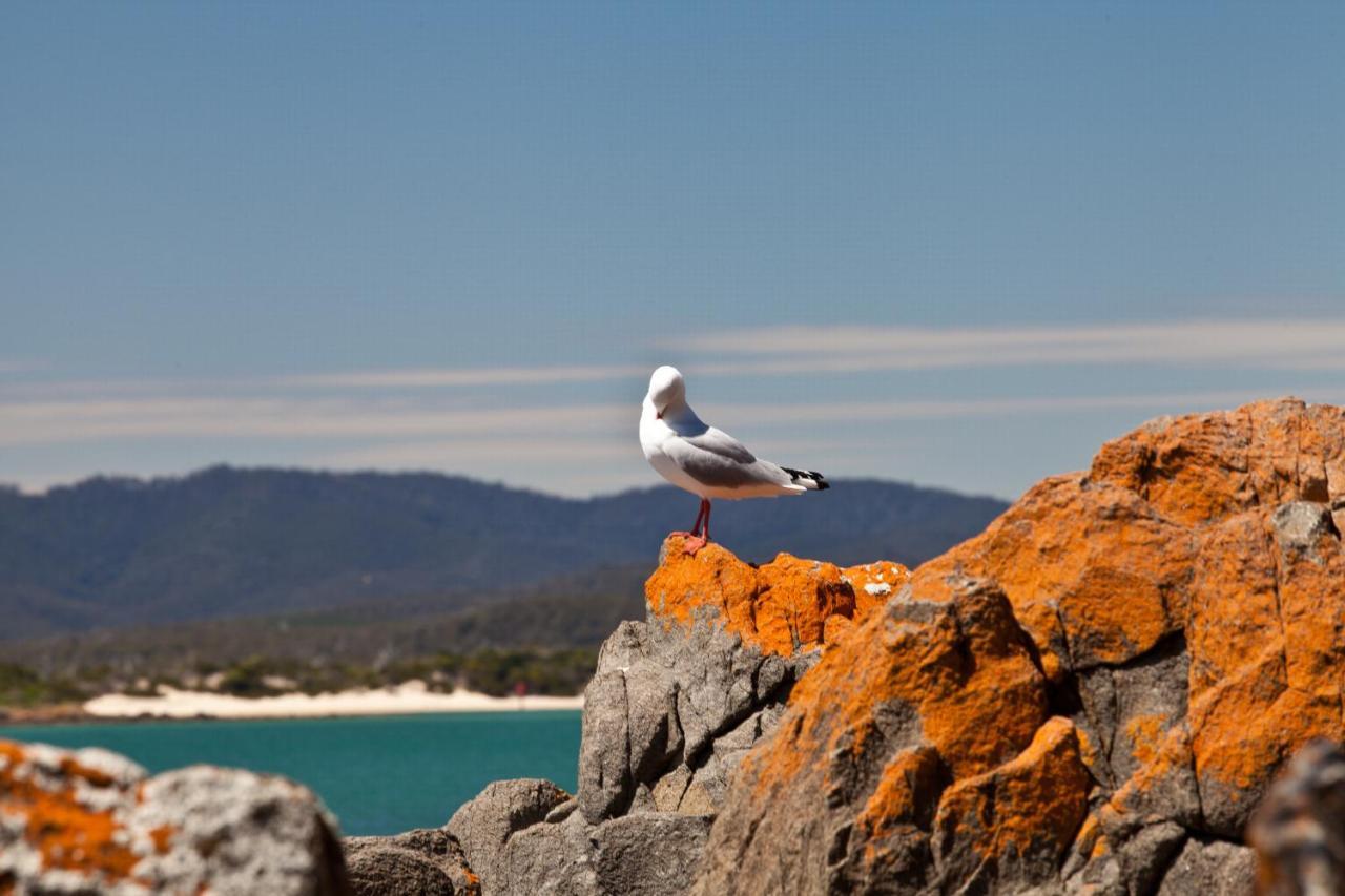 Pearl Hawley Beach Port Sorell المظهر الخارجي الصورة